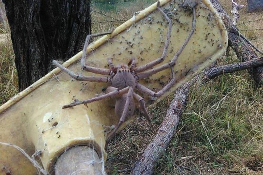 Foto: Muy Interesante Foto: Muy Interesante