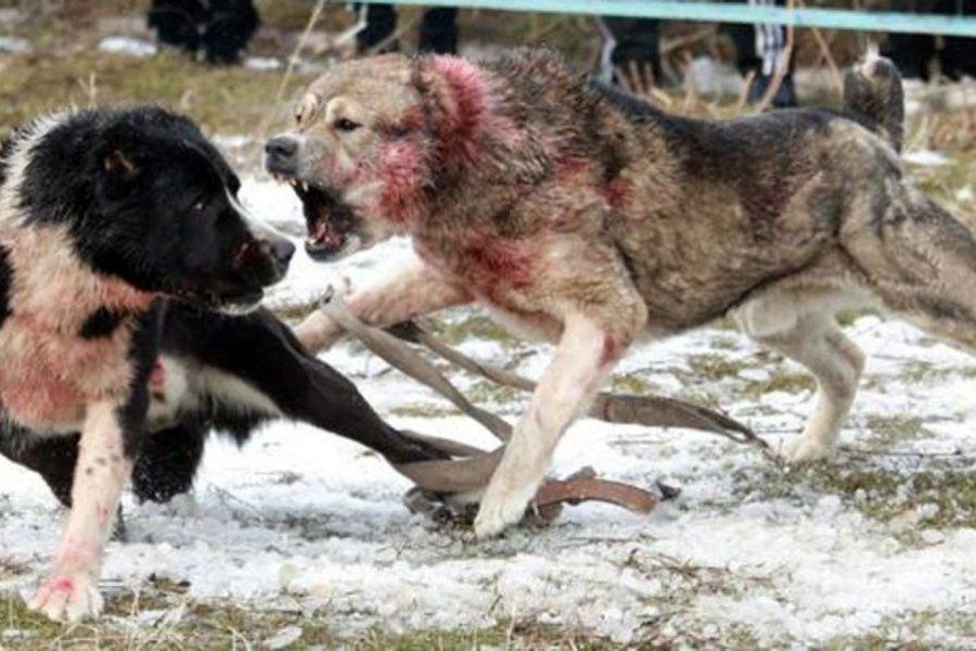 Foto: La Vanguardia Foto: La Vanguardia