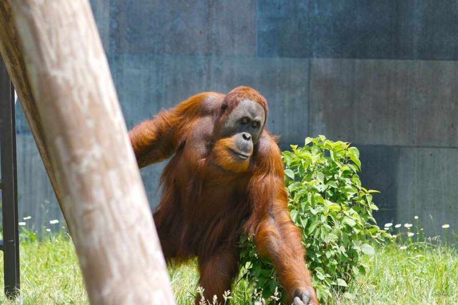 El hábitat del orangután, cada vez más reducido. El hábitat del orangután, cada vez más reducido.