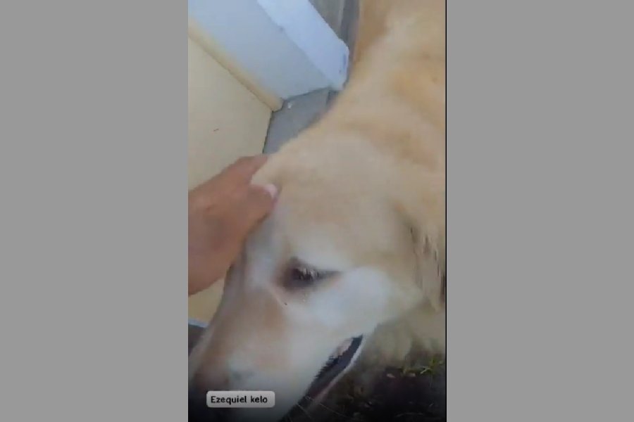 La Policía acariciando al perro. La Policía acariciando al perro.