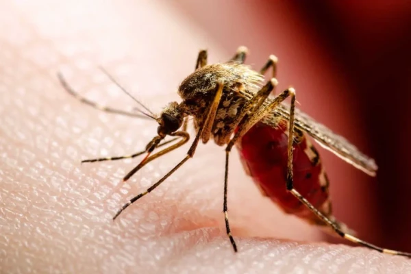 Un hombre murió por infectarse con dos variantes diferentes de Dengue en Chaco