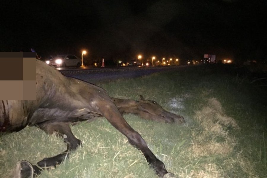 El equino quedó malherido en la ruta El equino quedó malherido en la ruta