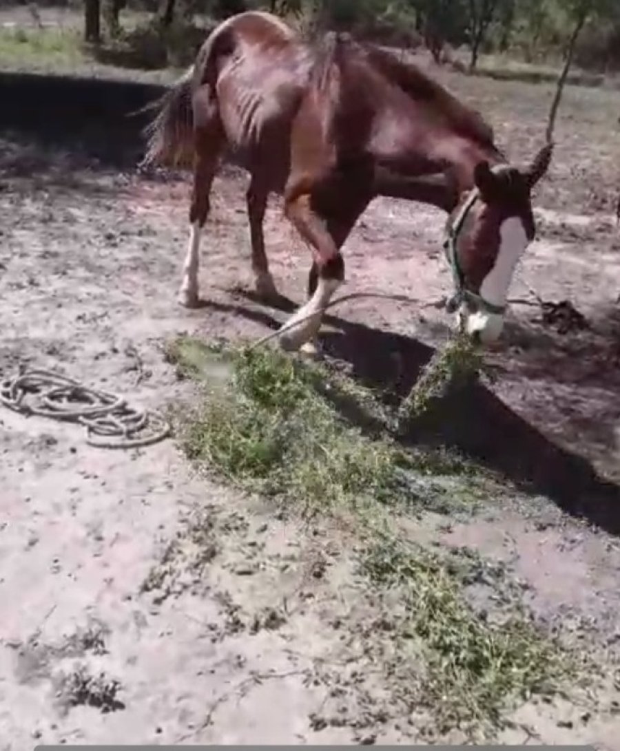 Los animales tienen severas dificultades para alimentarse