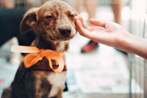 Qué debés tener en cuenta para integrar por primera vez a un perro a la familia