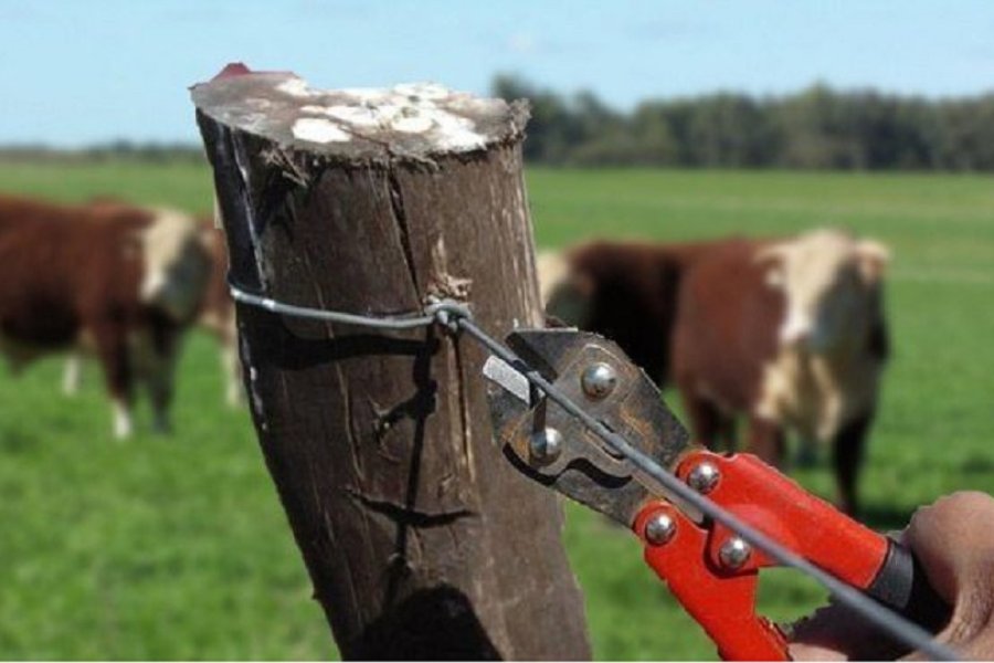 Habrían roto el corral e ingresaron a robar. Habrían roto el corral e ingresaron a robar.