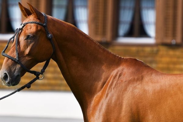 Indignación en Frías: denuncian a un abogado por matar a tiros a caballos