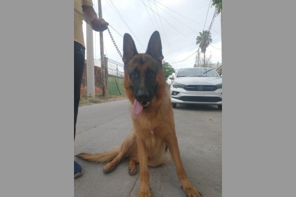 Acusan negligencia médica en veterinaria de la ciudad: familia dolida tras la pérdida de su mascota