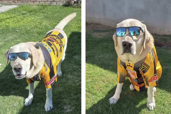 Tomado de las redes: “No le digan Firulais, se llama ‘Cumpa’, como todo aurinegro”