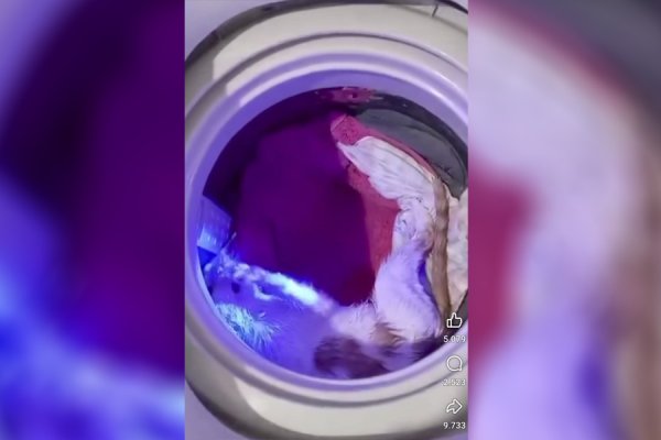 Indignación en las redes por un sujeto que metió al gato al lavarropas para 