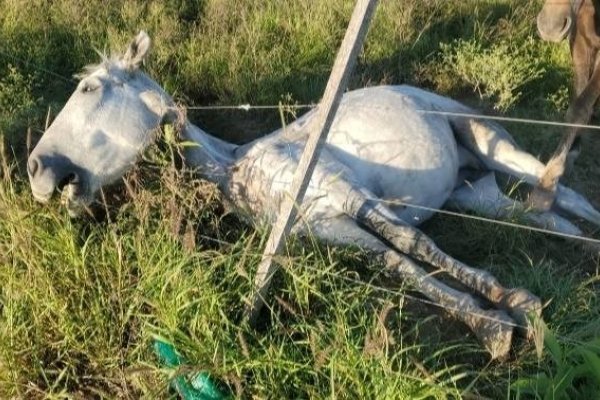 Frías: Allanan propiedades de un abogado prófugo por presuntos hechos ilícitos