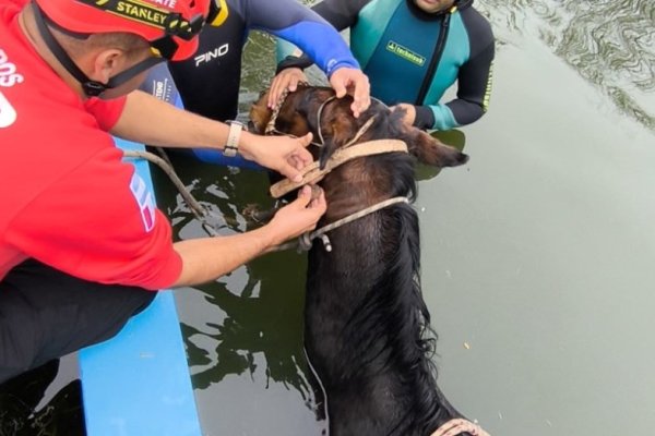 Rescataron a un caballo que cayó a una pileta