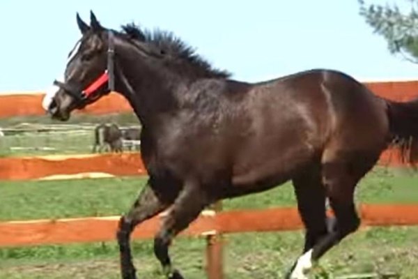 Discutió con su vecino sobre quien amansaba mejor a los caballos y lo mató con un tiro: 