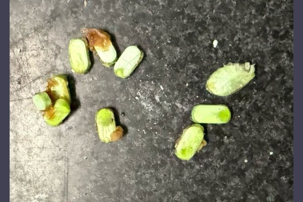 Dos personas trataron de pasar droga oculta en los alimentos para detenidos