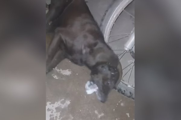 Horror: un asesino de animales envenenó perros en el barrio René Favaloro