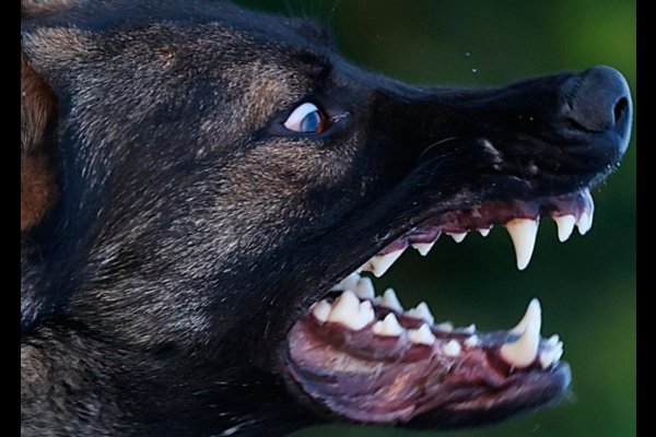 Perro derribó y mordió a un niño de ocho años que circulaba en bicicleta, hijo de abogada