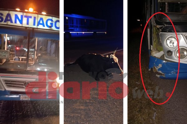 Otro accidente con animales sueltos: 25 santiagueños se salvaron al chocar una vaca